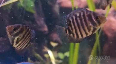 Heros Severum