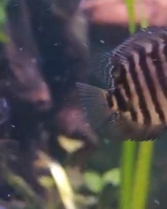 Heros Severum