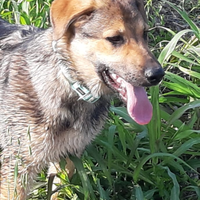 Cane meticcio di nome Daf