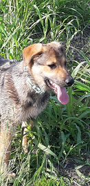 Cane meticcio di nome Daf