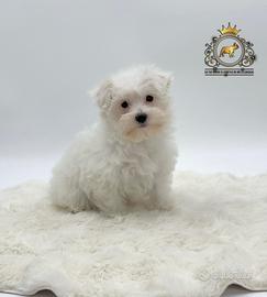 Dolcissimi cuccioli Maltese