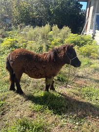 Cavallo