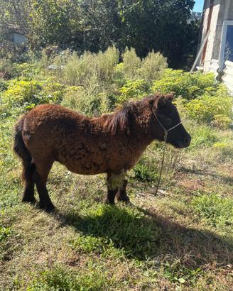 Cavallo