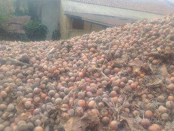 nocciole intere per caldaie