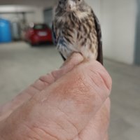 Per chi è interessato fanello nato in voliera