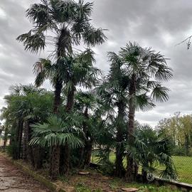 Palme di diverse altezze 