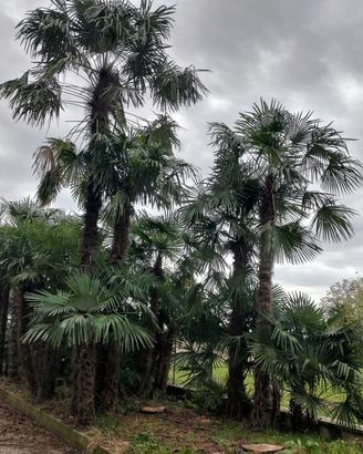 Palme di diverse altezze