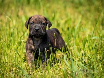 Amstaff tigrato maschio due mesi