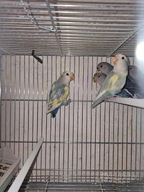 Inseparabili novelli