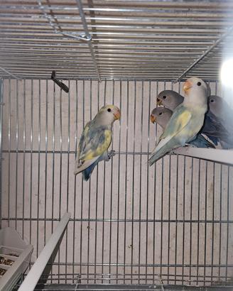 Inseparabili novelli