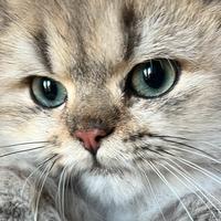 Gatto British Longhair cuccili