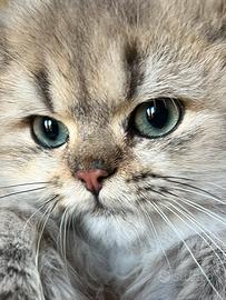 Gatto British Longhair cuccili
