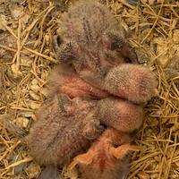 Pulli di inseparabili pronti da imbecco