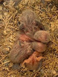 Pulli di inseparabili pronti da imbecco