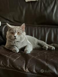 Scottish Fold maschio disponibile per accopiamento