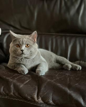 Scottish Fold maschio disponibile per accopiamento