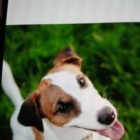 Coppia di Jack Russel