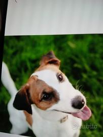 Coppia di Jack Russel