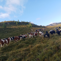 Lavoro mucche, Casaro , mungo macchina e a mano