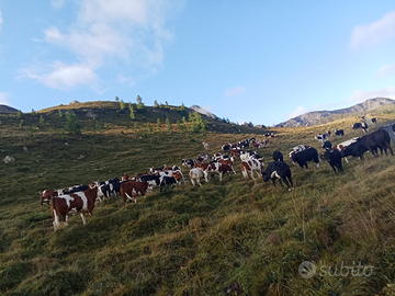 Lavoro mucche, Casaro , mungo macchina e a mano