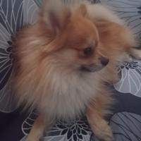 Pomerania