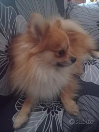 Pomerania