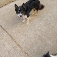 Border collie