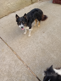 Border collie