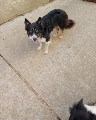 Border collie