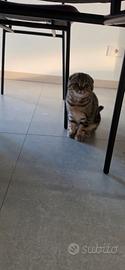 scottish fold