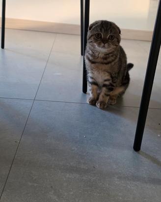 scottish fold