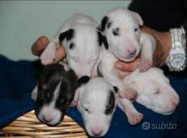 Bull terrier