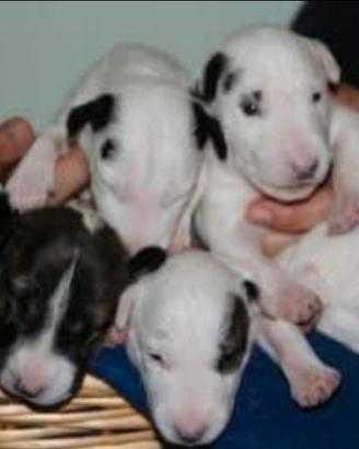 Bull terrier