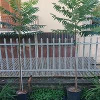 n 2 alberi di Deciduo Di Staghorn