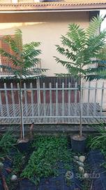 n 2 alberi di Deciduo Di Staghorn