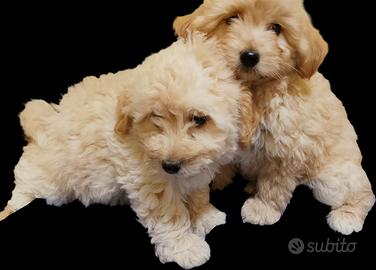 Maltipoo