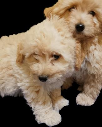 Maltipoo