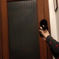 Barboncina Total blek mini toy