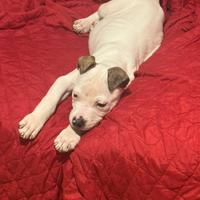 Cucciola di amstaff