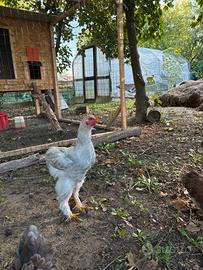 Gallo Brahma Isabella
