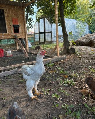 Gallo Brahma Isabella