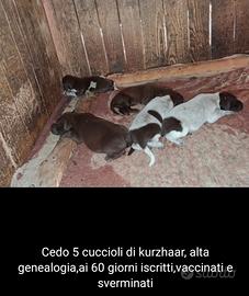 Cuccioli di kurzhaar alta genealogia