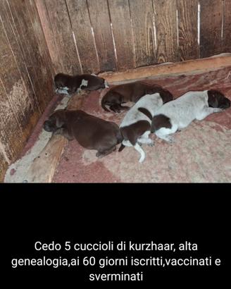 Cuccioli di kurzhaar alta genealogia