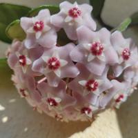 2 piante Hoya carnosa 