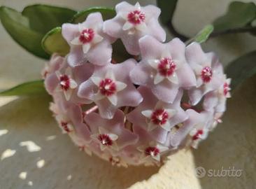 2 piante Hoya carnosa 