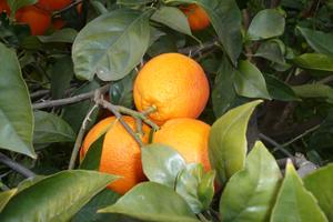 Cucina professionale e sala ristorante