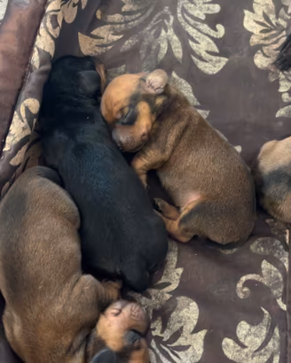 Cuccioli bassotto