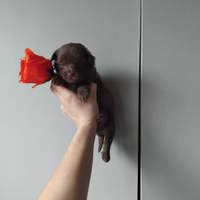 Mini maltipoo toy