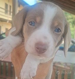 Cuccioli bassotto pelo corto