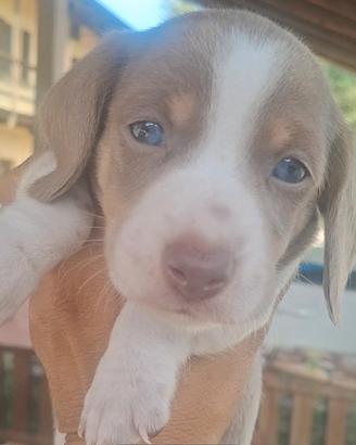 Cuccioli bassotto pelo corto